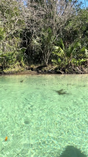 Kayaking down Weeki Wachee. That water gets so clear when there’s not a lot of people on the river. #florida #kayakadventures #kayaking #springs #outdoors