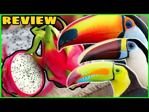 3 Toucans Try Dragon Fruit for the First Time! (Toucan Fruit Review)