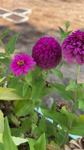 A visit to the Houston Botanic Garden