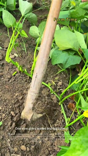 Pinch Tips and Press Vines—Greens and Tubers from One Plant 🍠🌿