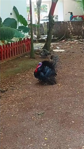 Domestic turkey large fowl 🪿 (Hen)The domestic turkey (Meleagris gallopavo domesticus)