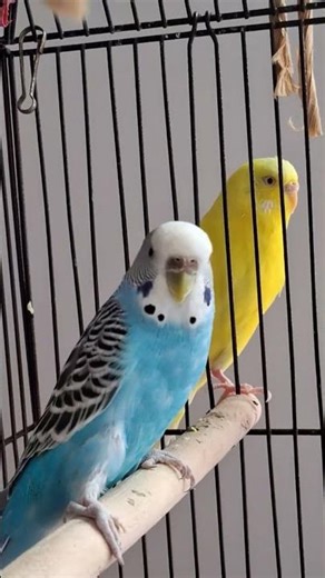 #Classical Music Appreciation Hour NY Philarmonic on #WVUD Radio 93.1 FM #UD #fanbase #welovewvud