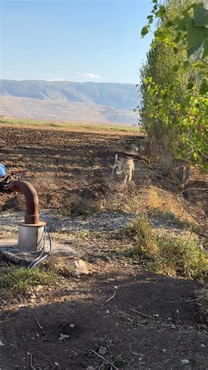 7.1K views · 158 reactions | #reelsvideoシe | Emin Çanga | Facebook