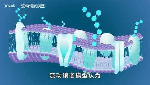 08【知识解析】细胞膜的结构