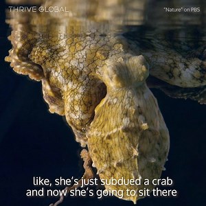 43K views · 15 reactions | Even creatures of the sea need rest. This clip of an octopus changing colors while she dreams is so mesmerizing. ✨Feel free to share your most vivid dream in the comments below. | Thrive Global | Facebook
