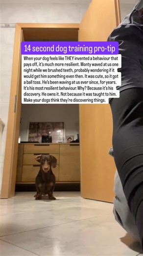 Nicks K9 Training on Instagram: "So why does this work? Imagine one day you discovered that if you clapped your hands at the right moment, $50 fell from the sky. You’d feel like a magician with super powers right? Well what if someone came and taught you that? It’s still be cool but you wouldn’t feel that feeling like you’re amazing and have this power. So how do we use this in dog training? We can wait for dogs to do the thing we want and reward that, as if they just discovered or unlocked a po