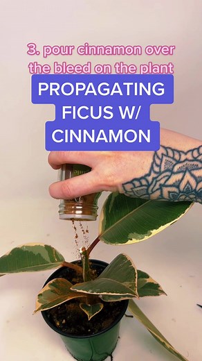 Propagating Ficus with Cinnamon: Tips for Successful Plant Propagation