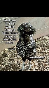 Crazy works for me! | Chickens Rule the World