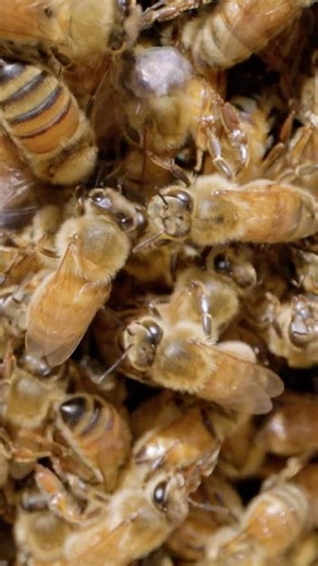 Take a look inside a wild honey bee hive #macrophotography #honeybee