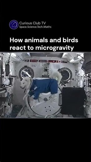 How Different Animals React in Microgravity