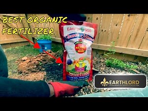 Watch How To Successfully Plant Your Raspberry Bush Into The Ground!