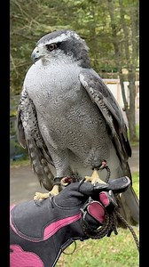Manilla, the American goshawk, had a few things to tell me when we were getting ready to return to her aviary last Saturday ❤️ #christinescritters #dayinthelife #lovemyjob #dayinmylife #manilla #goshawk | Christine's Critters Inc.