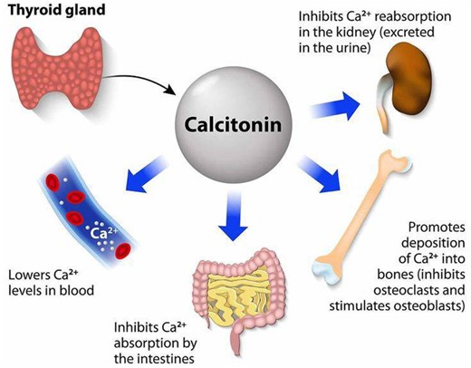 Bones and joints pain on Instagram: "Functions of Calcitonin in Bones and Joints Calcitonin is a peptide hormone produced by the parafollicular cells (C-cells) of the thyroid gland, primarily known for its role in regulating calcium levels in the blood. Its functions in bones and joints are significant, particularly concerning bone metabolism and health. 1. Regulation of Bone Resorption Calcitonin plays a crucial role in inhibiting bone resorption, which is the process by which osteoclasts break