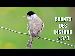 CHANTS d' OISEAUX # 3/3