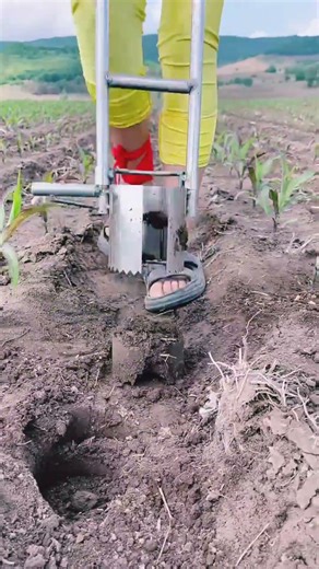 How to plant corn seedlings in the ground #shortvideo #farming #tools #youtubeshorts