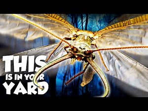 EVERY Insect in Your Backyard… and what they’re doing there