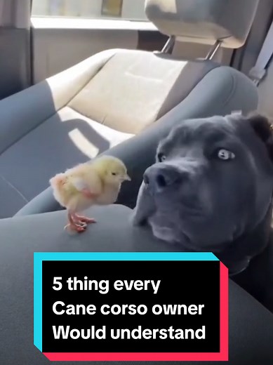 5 Essential Insights for Cane Corso Owners