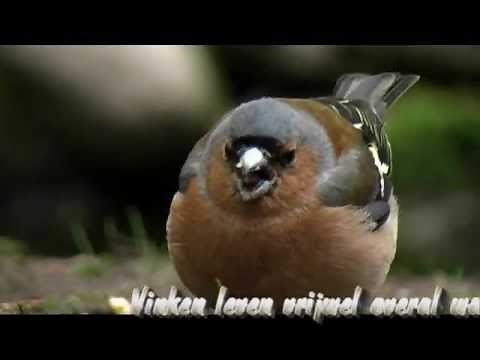 Vogel Gespot, Vink.Veluwe