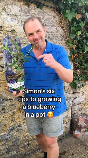 Simon Akeroyd on Instagram: "Remember if you want to grow your own delicious blueberries at home, you need to grow them in ericaceous compost. This is an acidic compost which match the conditions required for blueberries. Also remember to only water blueberries with rain water as tap water can increase the pH. I bought a very cheap blueberry plant last year (less than four pounds) from a local supermarket. It’s thriving. #growyourownfood #growyourgroceries #blueberries"