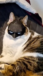 1.3M views · 17K reactions | Bat-Cat 2.0 Print Time : 3h Layer Height 0.2 mm 10% Infill. Supports | Print Warriorr | Facebook