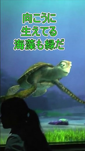 定番回答の組み合わせ【タートルトーク】東京ディズニーシー