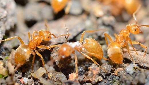 Grease Ants Vs. Sugar Ants - 6 Unusual Differences