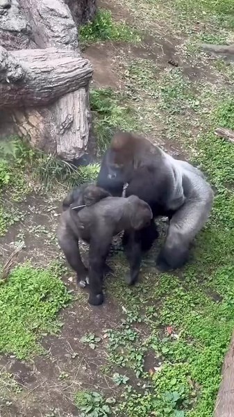 A Day in the Life of Haoko the Silverback Gorilla