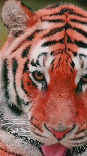 Power of the Jungle – Majestic Tiger in Action!2. Real Tiger Roar King of the Jungle | real tiger |