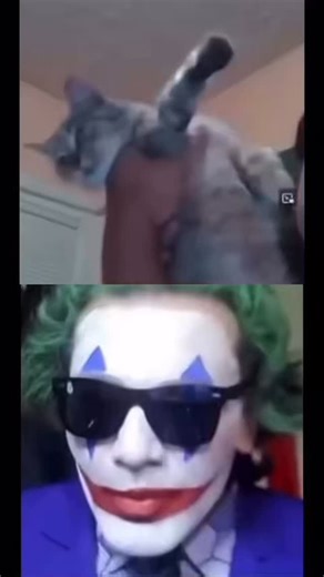 gypsycrusader on Instagram: "Nice cat 🃏 #gypsycrusader #paulmiller #viralreels #viralvideos #fyp"