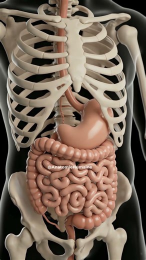 L'intérieur du corps humain comme vous ne l'avez JAMAIS vu !