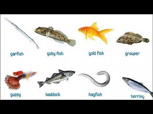 A-Z Fish names in English with Pictures