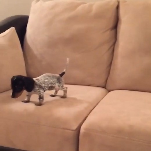 Harlowback Rides 🐕‍🦺 ❤️ . . . . . . #pet #dog #pets #dogs #animals #cuteanimals #funnyvideos #dogsofinstagram #petsofinstagram #cute #cutedogs #love #puppy #funnyanimalsvideos #animals ##funnydogs #funnyanimals #instadog #doglover #instagram #dogstagram #doglovers #dogoftheday #petlovers #doglife #puppylove #instapet #instagood #comedyreels #funnyreels | Harlow and Sage