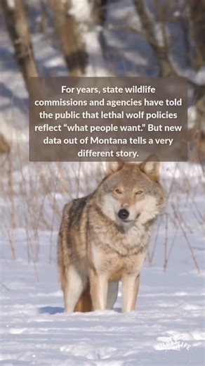 Wildlife For All on Instagram: "For years, state wildlife commissions and agencies have told the public that lethal wolf policies reflect “what people want.” But new data out of Montana tells a very different story. A University of Montana study found that tolerance for wolves climbed to 74% in 2023. At the same time, support for killing wolves is dropping fast: tolerance for wolf hunting fell to 58%, and tolerance for wolf trapping dropped to just 36%. Even more telling: the most vocal anti-wol