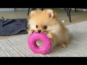 Cute Pomeranians Are Actually Hilarious and DRAMATIC! 🤣 Funny Dog Videos