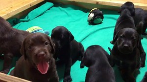 DONATIONS NEEDED! www.animalhouseshelter.com These are a just few of the puppies that are currently getting ready for adoption in foster care at AHS. These growing puppies need lots of calories and our fosters are running out of puppy wet food. Please consider donating. Any help is greatly appreciated! You can order directly on Amazon: https://www.amazon.com/Purina-Pro-Plan-Chicken-13-Ounce/dp/B000HBAJ4O/ref=sr_1_3_sspa?s=pet-supplies&ie=UTF8&qid=1515987353&sr=1-3-spons&keywords=puppy wet food&p