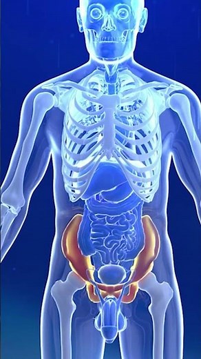 Role of Male Reproductive System