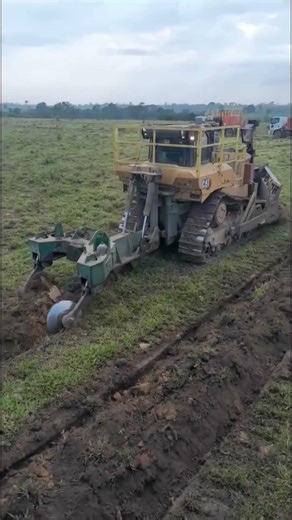OLD CAT D8 Bulldozer Working in the Plantation