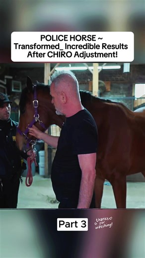 Understanding Animal Chiropractic: Benefits and Techniques