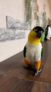 Caique feet 🐾🦜 #badrvid1 #cockatiels #birdwatching #funnyparrot #caiques #caiqueparrot #caique | Badrvid1