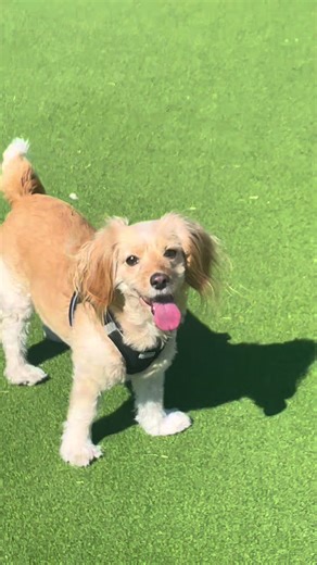 GaiadaGoddess (@asmr.gaia_)’s videos with original sound - GaiadaGoddess