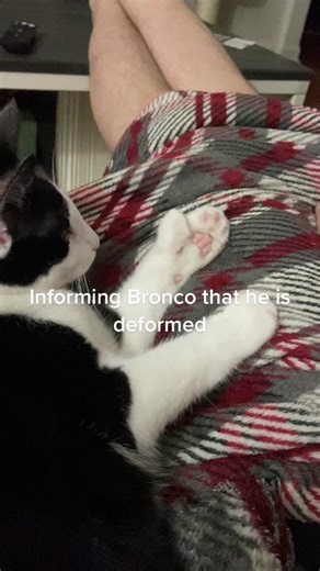 Funny Polydactyl Cat Memes and Cute Cat Videos