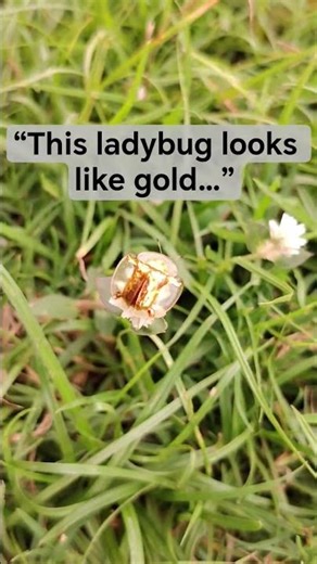 Golden Ladybug Caught on Camera 🐞✨ #insects #nature #shorts #YumnaVillage
