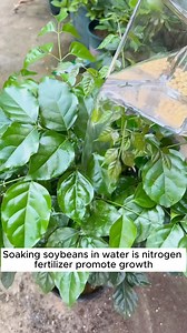 4.3K views · 52 reactions | Good tips for dealing with tree problems #backyardgardening #gardeninglife #vegetablegardening #vegetablegarden #gardeningtips #gardeninglove #organicgardening #gardensofinstagram #gardenideas #urbangardening #gardeningistherapy #gardeninggoals #homegardening #gardeninspiration #lovegardening #gardeningisfun #countrygarden #veggiegarden #happygardening | Addicted Gardening | Facebook