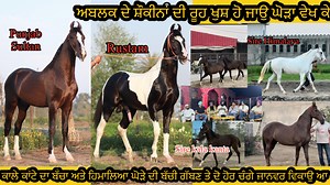 54K views · 1K reactions | Two Teeth Colt Punjab Sultan Stallion Rustam ਕਾਲੇ ਕਾਂਟੇ ਦਾ ਬੱਚਾ ਅਤੇ ਹਿਮਾਲਿਆ ਘੋੜੇ ਦੀ ਬੱਚੀ ਗੱਬਣ ਤੇ ਦੋ ਹੋਰ ਚੰਗੇ ਜਾਨਵਰ ਵਿਕਾਉ ਆ ਅਬਲਕ ਦੇ ਸ਼ੌਕੀਨਾਂ ਦੀ ਰੂਹ ਖੁਸ਼ ਹੋ ਜਾਉ ਘੋੜਾ ਵੇਖ ਕੇ #beanttulewal #horse #horseriding #horselover | Beant Tulewal | Facebook
