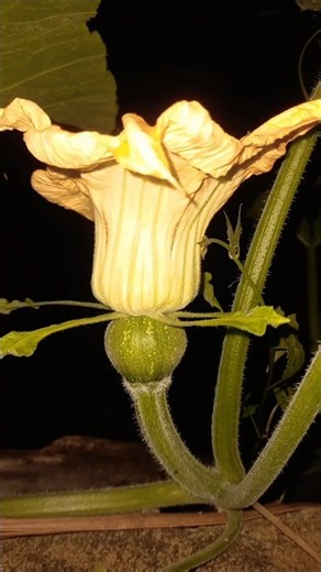 Giant Pumpkin,Pumpkin harvest, Pumpkin recipe, Organic farming, Gardening #farming #organic #garden