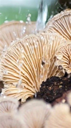 Native Series- Split Gill Mushroom #splitgillmushroom #mushroom #mushroomgalleryph