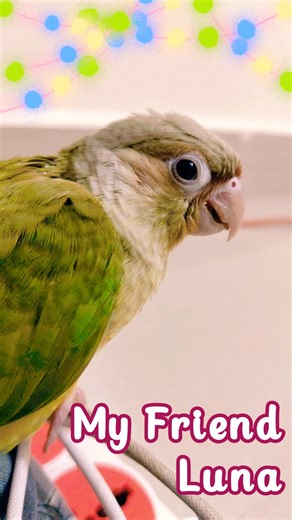 Green Cheeked Conure Cute Moments 🦜💚 #Funny Parrot Video #Pet Bird Shorts #viral