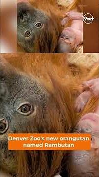 Denver Zoo's orangutan named Rambutan