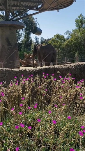 Elephant Odyssey | San Diego Zoo, California