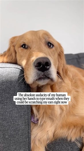 The hands are for petting, not for typing. Someone please tell her ✍🏼🐕